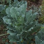 Dinosaur Tree Collard Plant