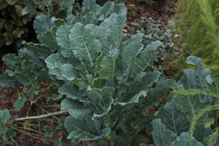 Dinosaur Tree Collard Plant