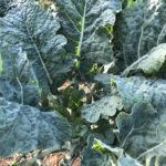 Dinosaur Tree Collard Plant