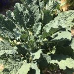 Dinosaur Tree Collard Plant