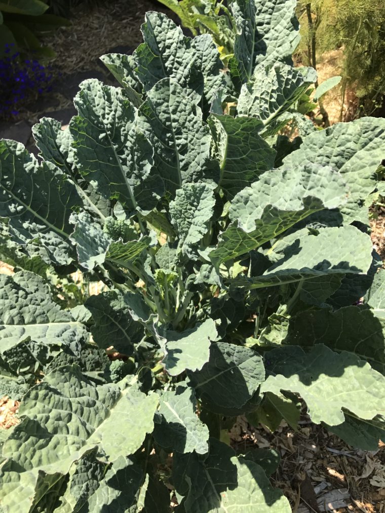 Dinosaur Tree Collard Plant