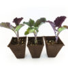 Three Purple Tree Collard Plants