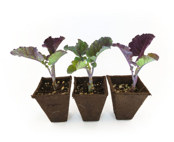 Three Purple Tree Collard Plants