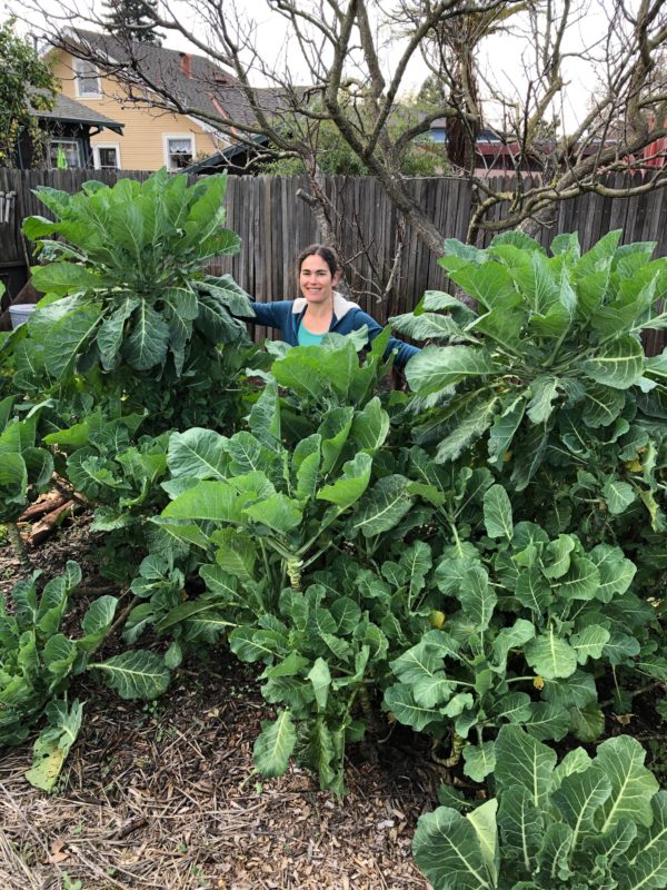 Sequoiah with Merritt Tree Collard Plants in garden