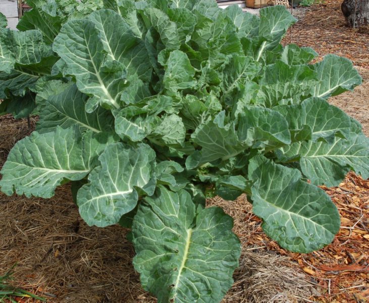 young Merritt Tree Collard Plant in garden