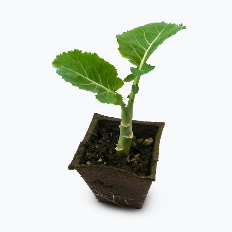 One Merritt Tree Collard Plant