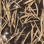 Tree Collard Seed