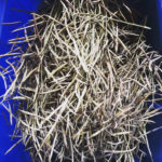 Tree Collard Seed