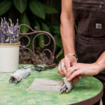 Packaging Purple Tree Collard Cuttings