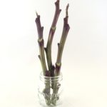 purple tree collard cuttings