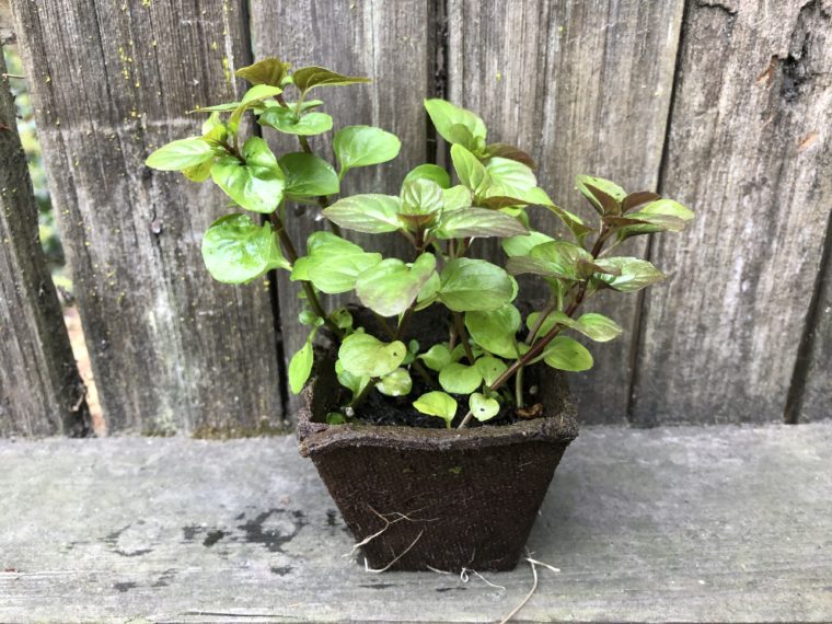 One Rooted Orange Mint Plant