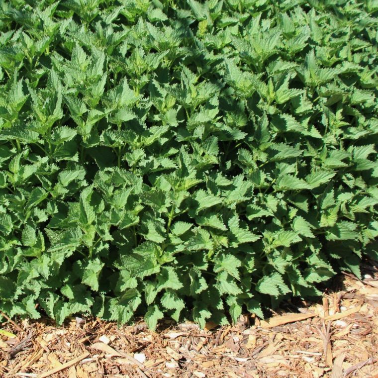 Stinging Nettles in Garden