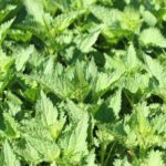 Stinging Nettle Plant upclose