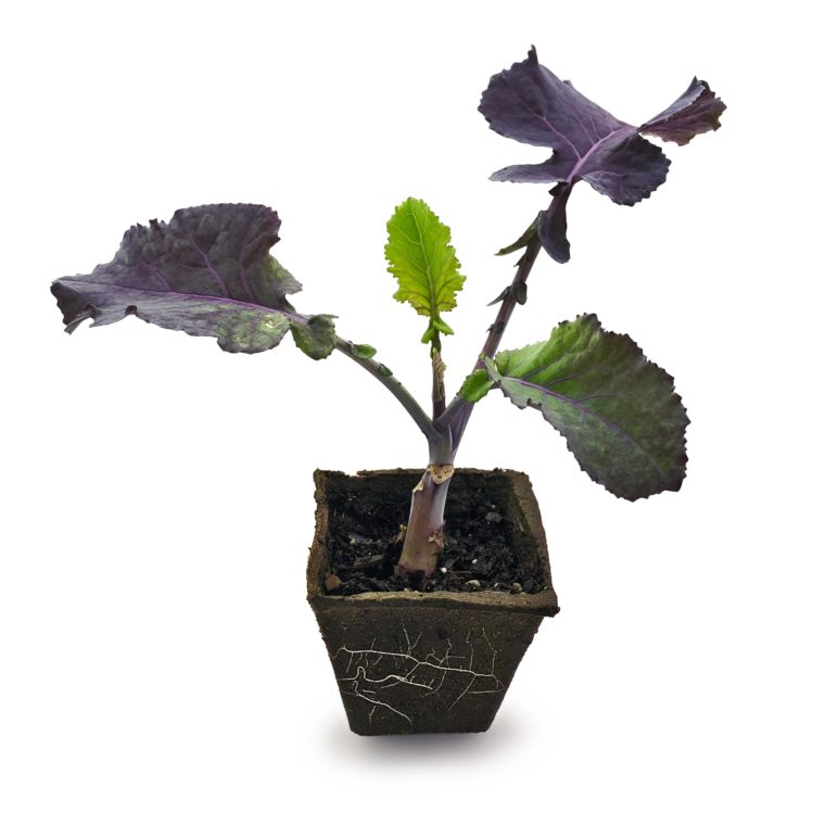 one purple tree collard plant