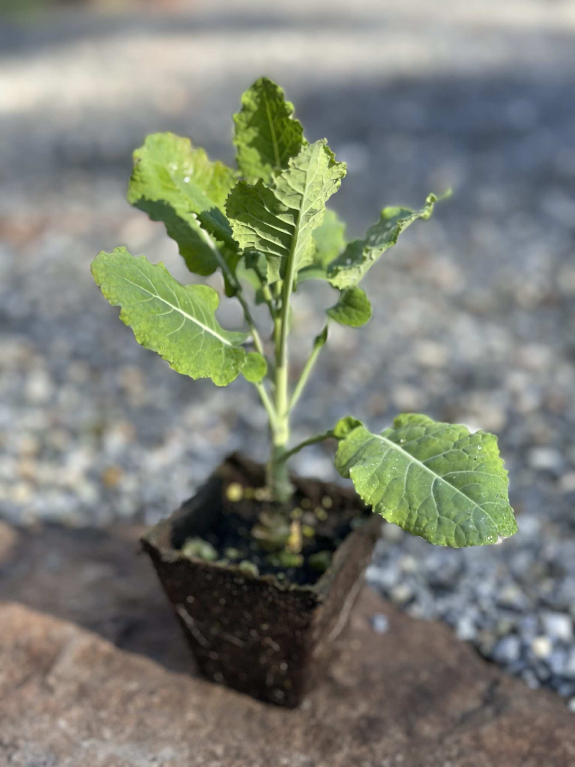 One Rooted Big Blue Tree Collard Plant