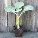 One Jolly Green Tree Collard Plant