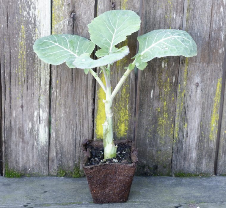 One Jolly Green Tree Collard Plant