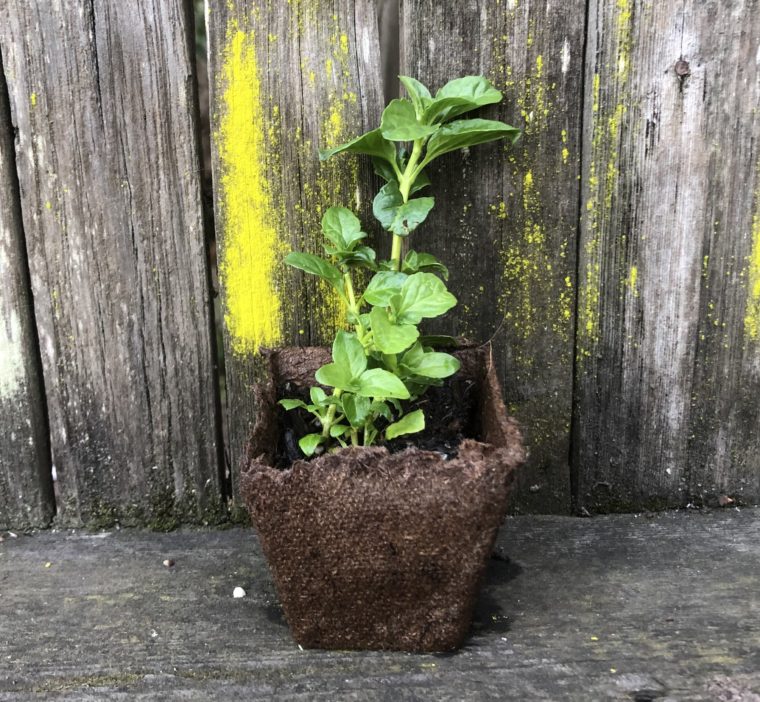 young pennyroyal plant