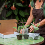 packaging Purple Tree Collard Plants