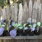 6 Purple Tree Collard Plants