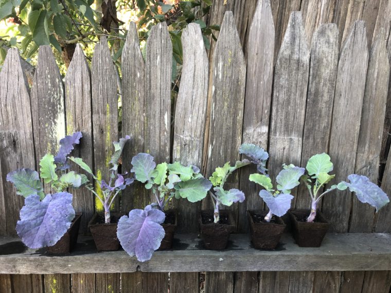 6 Purple Tree Collard Plants
