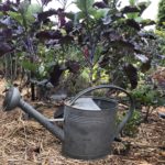 Young Purple Tree Collard Plant