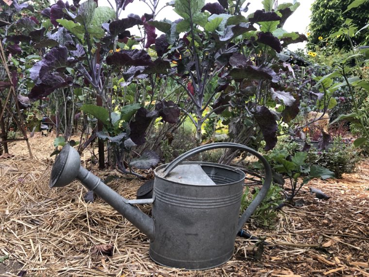 Young Purple Tree Collard Plant