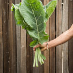 Jolly Green Tree Collard leaves