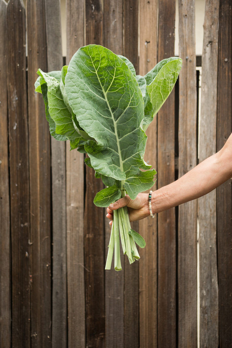 Jolly Green Tree Collard leaves