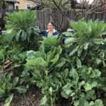 Mature Merritt Tree Collard Plants