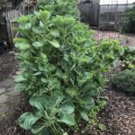 Green Tree Collard Plants