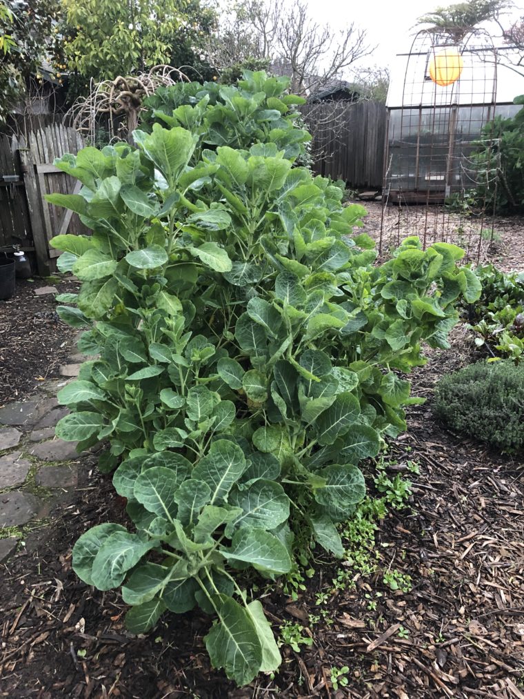 Green Tree Collard Plants