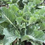 Young Merritt Tree Collard Plants