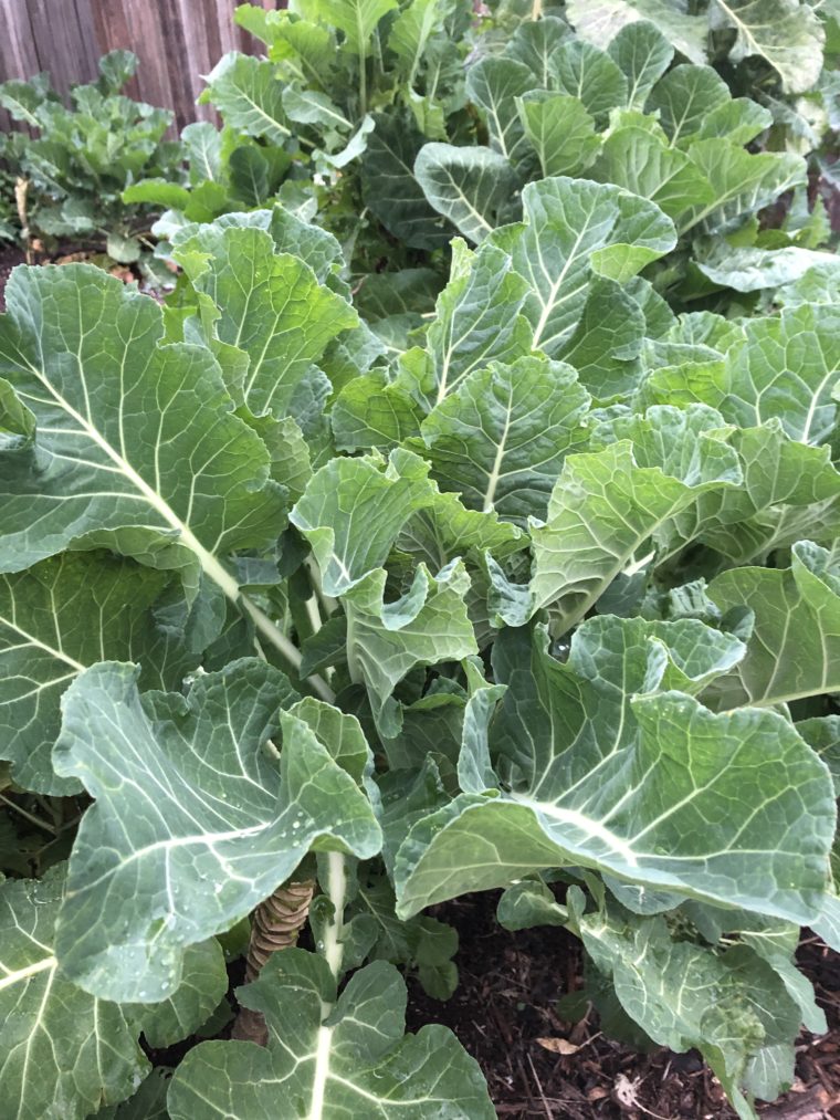 Young Merritt Tree Collard Plants