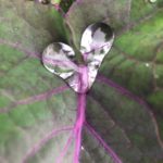 Purple Tree Collard Leaf