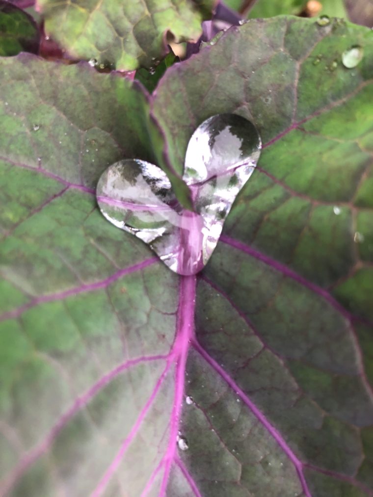 Purple Tree Collard Leaf
