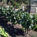 Purple Tree Collard plants