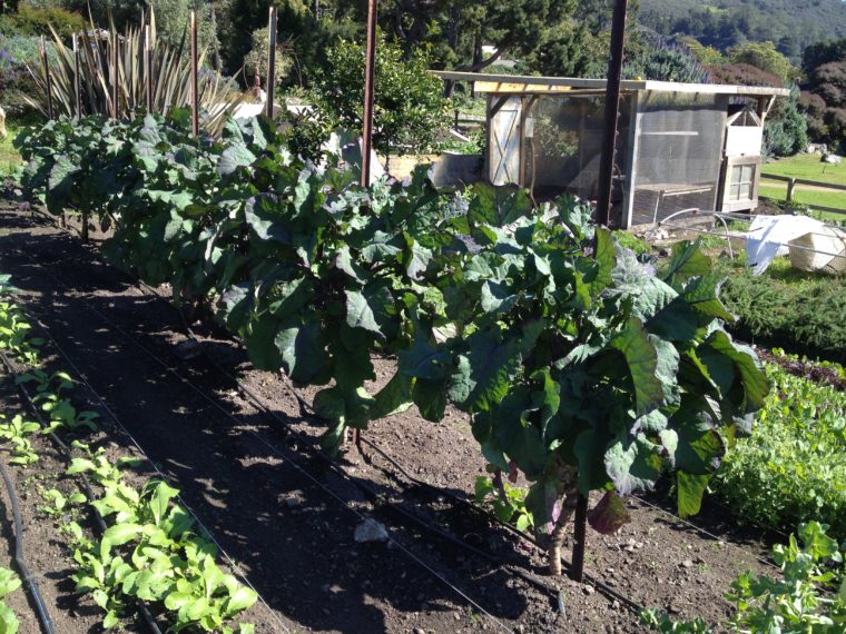 Purple Tree Collard plants