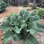 Young Big Blue Tree Collard Plant