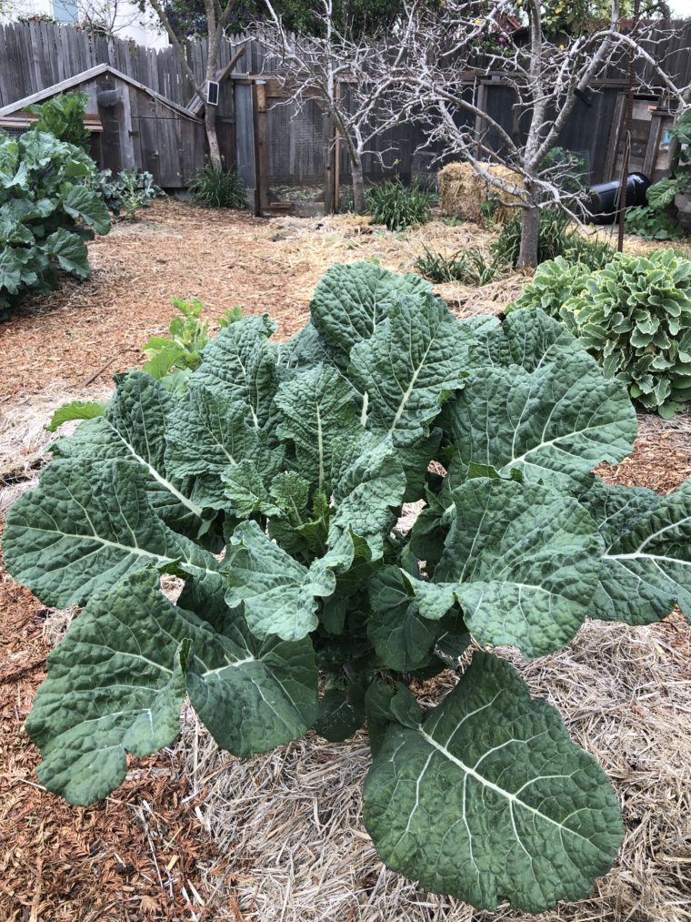 Young Big Blue Tree Collard Plant