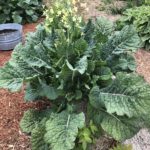 Big Blue Tree Collard in Bloom
