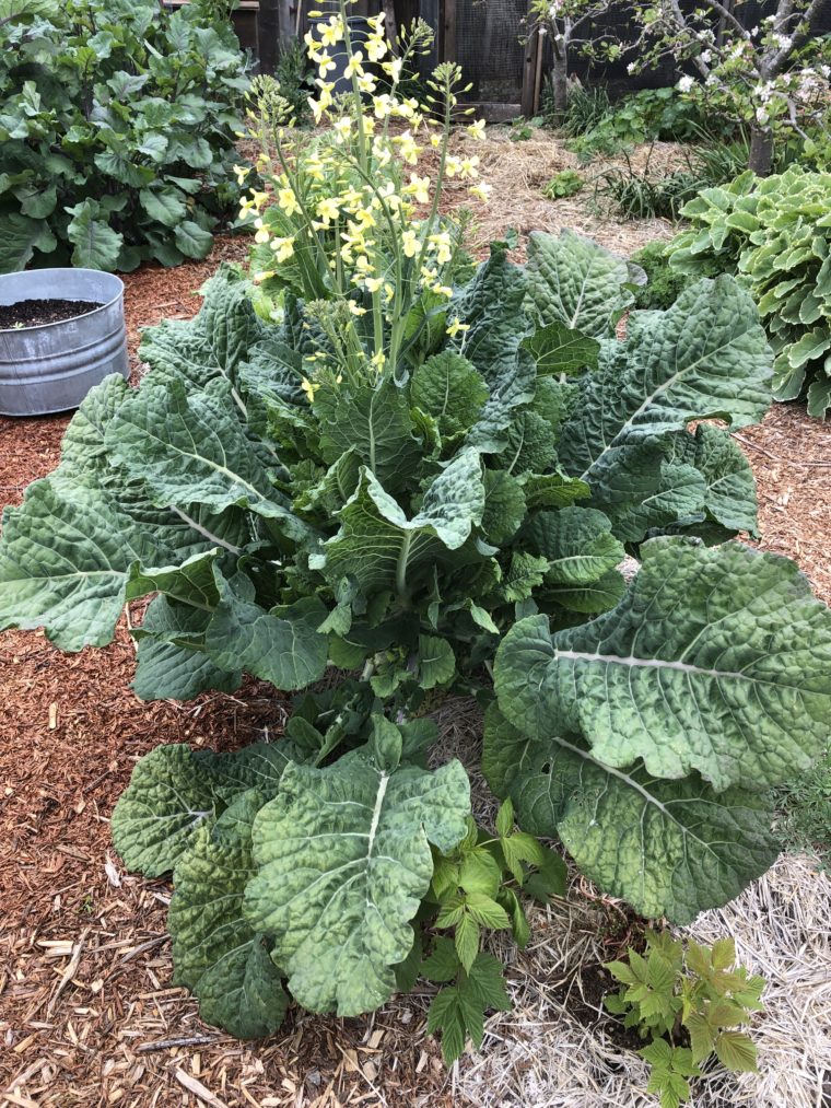 Big Blue Tree Collard in Bloom