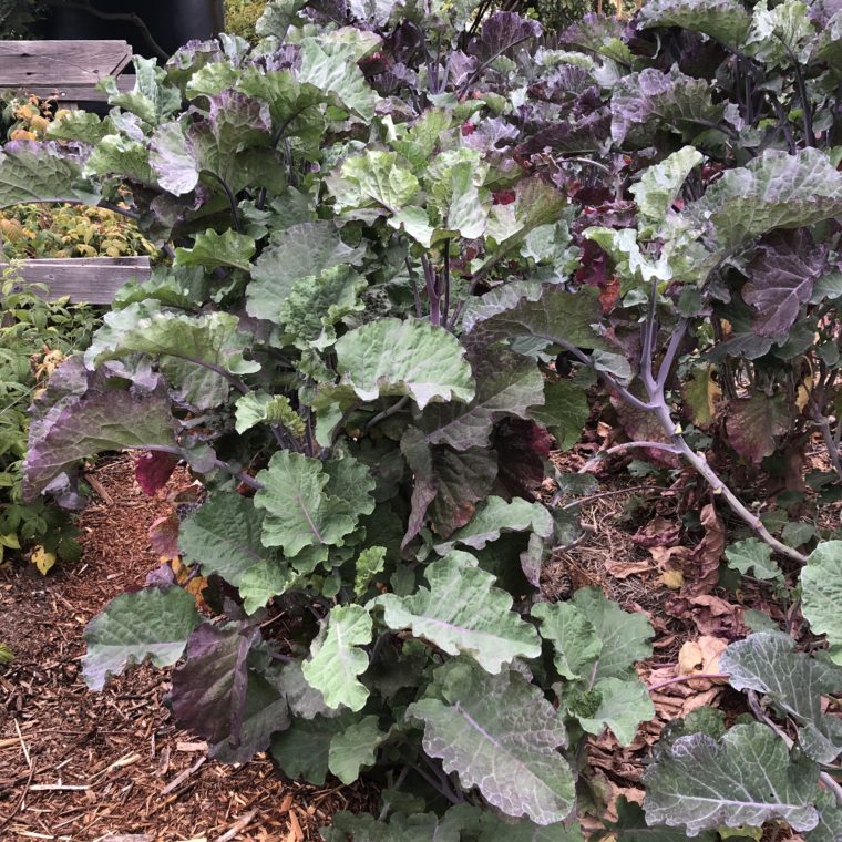 Purple Tree Collard Plant