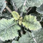 Big Blue Tree Collard