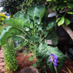 Jolly Green Tree Collard Plant