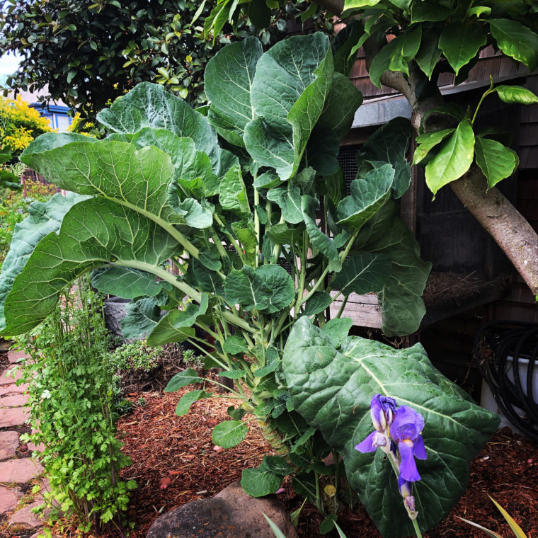 Jolly Green Tree Collard Plant