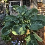 Purple Tree Collard Leaf