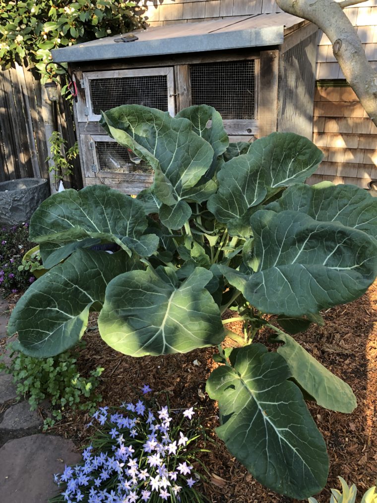 Purple Tree Collard Leaf