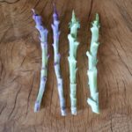 2 Big Blue and 2 Purple Tree Collard Cuttings