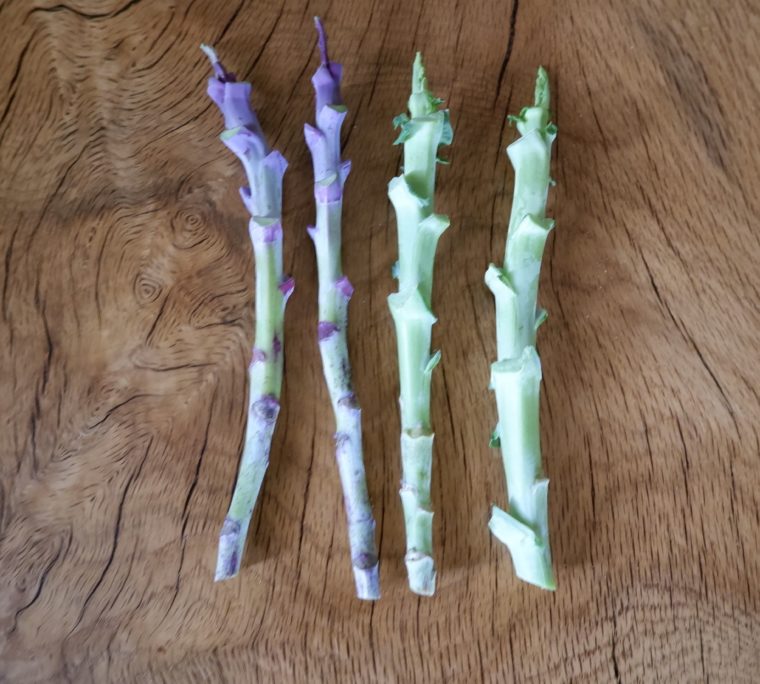 2 Big Blue and 2 Purple Tree Collard Cuttings